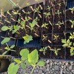 Greenhouse Plants - 4/21 - Tomatoes, cucumbers, squash, peppers.