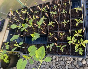 Greenhouse Plants - 4/21 - Tomatoes, cucumbers, squash, peppers.
